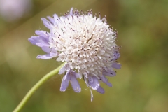 Sixalix atropurpurea