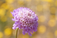 Sixalix atropurpurea