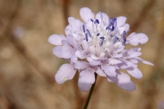 Cephalaria transsylvanica