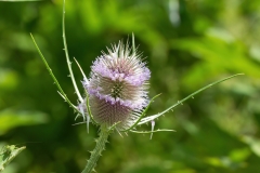 Dipsacus fullonum