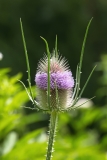 Dipsacus fullonum