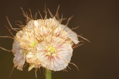 Lomelosia crenata pseudisetensis