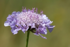 Sixalix atropurpurea