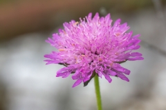 Scabiosa triandra