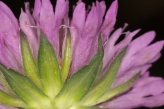 Scabiosa triandra