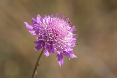 Sixalix atropurpurea