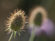 Sixalix atropurpurea
