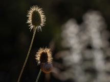 Sixalix atropurpurea