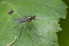 Dolichopodidae (June 2025, 905 m asl, Abruzzo, Italy)