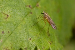 Dolichopodidae (May 2025, 811 m asl, Abruzzo, Italy)