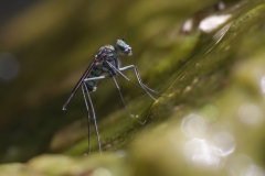 Liancalus virens