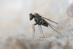 Medetera sp