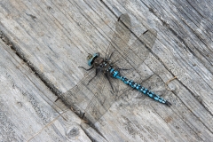 Aeshna caerulea