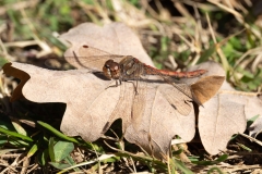 Sympetrum striolatum