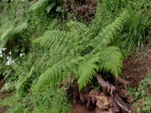 Dryopteris oligodonta