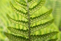 Dryopteris oligodonta