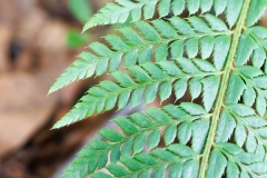 Polystichum aculeatum