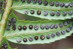 Polystichum lonchitis