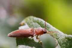 Agriotes infuscatus