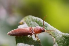 Agriotes litigiosus