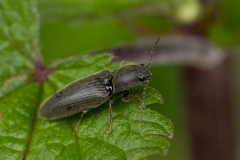 Agriotes litigiosus