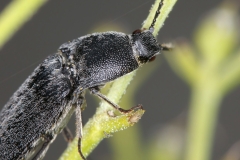 Agriotes sp