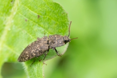 Agrypnus murinus