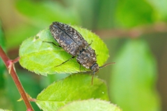 Agrypnus murinus