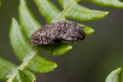 Agrypnus murinus