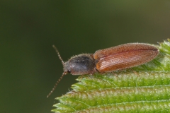 Athous subfuscus