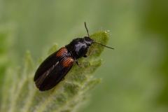 Calambus bipustulatus