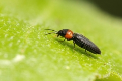 Cardiophorus collaris