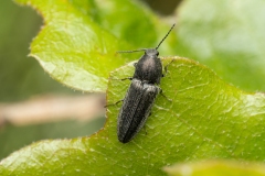 Cidnopus pilosus