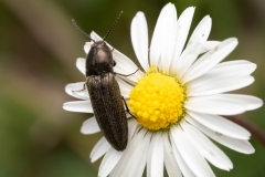 Cidnopus pilosus