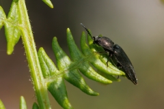 Cidnopus pseudopilosus
