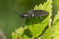 Cidnopus sp