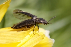 Dicronychus sp