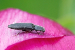 Dicronychus sp