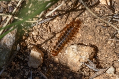 Drilus flavescens