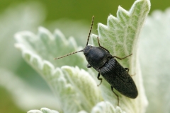 Melanotus sp