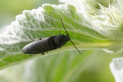 Melanotus sp
