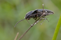 Melanotus sp