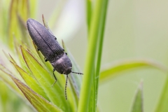 Melanotus sp