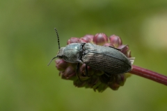 Selatosomus sp