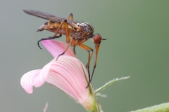 Empis sp