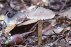 Entoloma sp