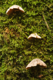Entoloma byssisedum