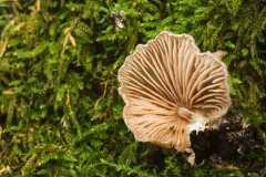 Entoloma byssisedum
