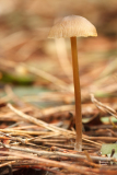 Entoloma hebes