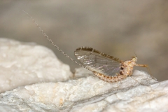 Cloeon cognatum